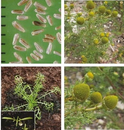 Pineappleweed at four growth stages
